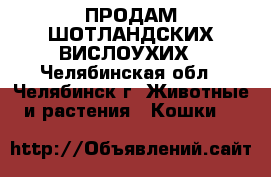 ПРОДАМ ШОТЛАНДСКИХ ВИСЛОУХИХ - Челябинская обл., Челябинск г. Животные и растения » Кошки   